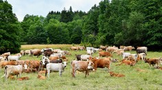 Muža († 82) k smrti udupalo stádo kráv