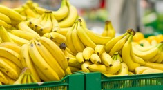 Šokujúci nález v supermarketoch v Berlíne. V prepravkách s banánmi našli drogy