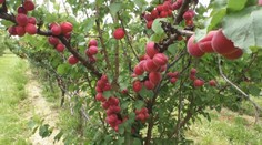 Už dozreli aj marhule. Pestovatelia hovoria o mimoriadne dobrej úrode