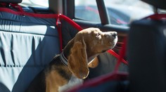 Koľko stojí cesta s miláčikom? Niekde zaplatíte ako za batožinu, inde treba polovičný lístok