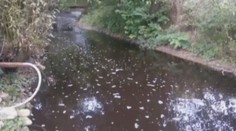 Zhrozenie rybárov. Do rieky Nitra sa podľa všetkého dostala látka, ktorá môže ryby zabiť