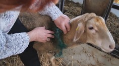 Ovce niekto polial kyselinou, hynuli pomaly a v bolestiach. Chovateľka tuší prečo