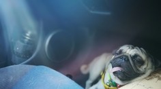 Máte rozpálené auto? Postup, ako ho najrýchlejšie vychladíte