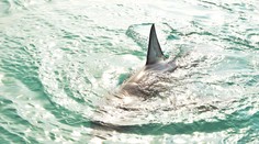 VIDEO: Zdesení turisti na jednom z Kanárskych ostrovov. V plytčine pri pláži sa z ničoho nič objavil žralok