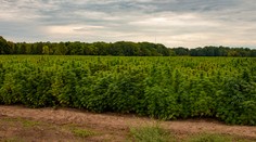 Španieli si našli výhovorku, aby mohli pestovať na poliach marihuanu
