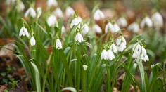 OBRAZOM: Jar klope na dvere. Slovensko zaplavili krásne rozkvitnuté snežienky