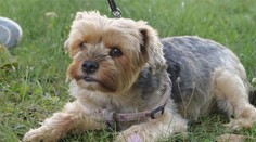 V Žiline vraj niekto  znova rozsypal po sídliskách silnú otravu pre psy, prášok by mohol ublížiť aj ľuďom