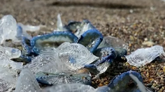 VIDEO: Pláž v Kalifornii zaplavili čudesné tvory. Ich množstvo všetkých prekvapilo