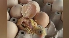 VIDEO: Majiteľka obchodu zostala v šoku. Na pulte sa z jedného z vajec vyliahlo kura