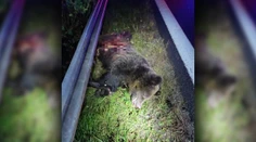 Pri Zvolene zrazilo auto medveďa, zviera zostalo bezvládne ležať
