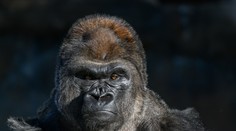 V americkej zoo porodil mláďa gorilí „samec“