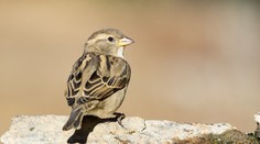 Čo sa stalo s vrabcami? Pomaly ale isto miznú zo Slovenska