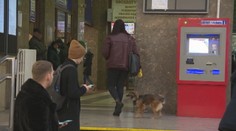 Za psa si v IC vlaku poriadne priplatíte. Za zvýšením ceny sú vraj sťažnosti cestujúcich