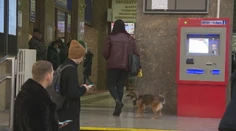 Za psa si v IC vlaku poriadne priplatíte. Za zvýšením ceny sú vraj sťažnosti cestujúcich
