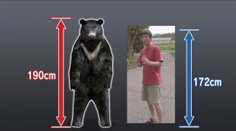 Medveď napadol nesprávneho muža. Majster karate ho v lese zdolal jedným chvatom