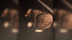 Dvestokilový medveď skočil vodičovi pod dodávku. Šelma bola na mieste mŕtva