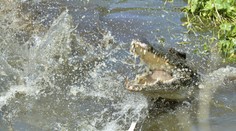 VIDEO: Lov žraloka sa zmenil na drámu. Rybár sa o úlovok naťahoval s veľkým krokodílom