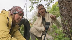 Považujeme ich za burinu, no sú mimoriadne osožné. Byliniek s liečivými účinkami sú plné záhrady