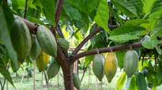 Jedna zo základných pochutín výrazne zdražie. Pocítiť by sme to mali už na Vianoce