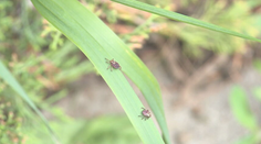 Rapídne oteplenie zobudilo aj kliešte. Odborníci hlásia predčasný začiatok ich sezóny