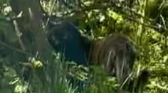 Žena na severe Čiech odfotila veľkú mačkovitú šelmu, úrady vyzvali ľudí, aby nechodili do lesov