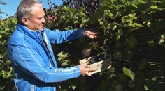 Veľká rarita na Orave. Dopestovali tu sladké strapce hrozna