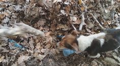 Otrasný nález v lese: Jeden pes vo vreci a ďalší vedľa neho