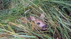 Prípady pokosených srnčiat môžu byť minulosťou. Pomôcť majú špeciálne drony