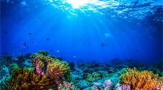Zázrak na dne oceánu. Vedci našli organizmy, ktoré môžu zachrániť ľudstvo