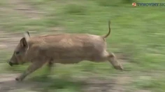 „Vietnamky" Dáša a Máša sa spustili