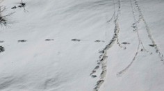 FOTO: Indická armáda tvrdí, že odfotografovala stopy tajomného yetiho