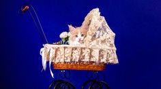 Obsadené! Matke zobral miesto v MHD kočík, v ktorom sedela mačka