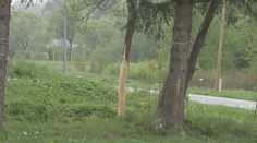 V Krajnej Bystrej sme našli takto olúpané a odumierajúce stromy. Polícia začala konať až po našej reportáži