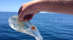 Živočích, akého ste ešte nevideli: Má celkom priesvitné telo!