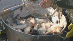 Leto bolo horúce, čo to spraví s cenou vianočných kaprov?