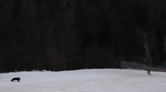 VIDEO: Lyžiara na svahu naháňal medveď. Na šelmu ho upozornili až ľudia z lanovky