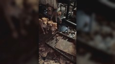 Šokujúce zábery z útulku. Prezentovali sa ako záchrancovia zvierat, držali ich v katastrofálnych podmienkach