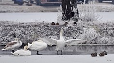 Vtáčia chrípka už vyčíňa aj v Komárňanskom okrese