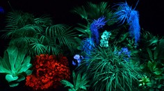 Svietiace rastliny vo voľnej prírode nenájdete. V Košiciach ich majú hneď niekoľko