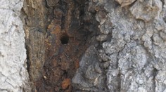 Do 150-ročnej lipy ktosi navŕtal diery a nalial neznámu tekutinu. Pýcha obce pomaly zomiera