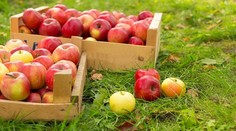 Bravčová panenka na zelerovo-kalerábovej roláde