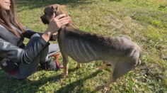Týraný psík z Banskej Bystrice nie je jediný prípad. Pátrali sme, ako skončili predošlé