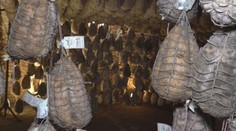 Jediné na celom svete: Navštívili sme unikátne múzeum šuniek