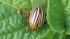 Povery alebo fakty? Rady, ako spolu sadiť rastliny, aby sa navzájom chránili
