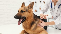 Vyrobili prvé vakcíny proti koronavírusu pre zvieratá