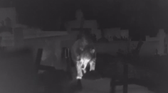 Starosta Ružomberka je zúfalý, medvede začali ničiť ďalšie cintoríny. Žiada radikálne riešenie