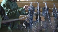 Keď bobuliam pristanú vrásky. Vinári v Topoľčiankach ustlali hroznu, čoskoro z neho spravia víno