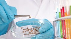 Veľký objav vedcov: Včelí jed môže významne pomôcť v boji s rakovinou