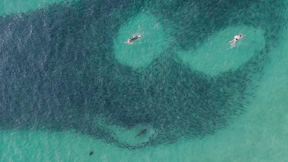 K nič netušiacim plavcom sa blížili dva žraloky. Nebezpečenstvo odhalili až zábery z dronu