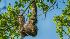 Hrozí, že sa stanú obeťami globálneho otepľovania. Leňochy sú príliš pomalé na to, aby zvládli klimatické zmeny